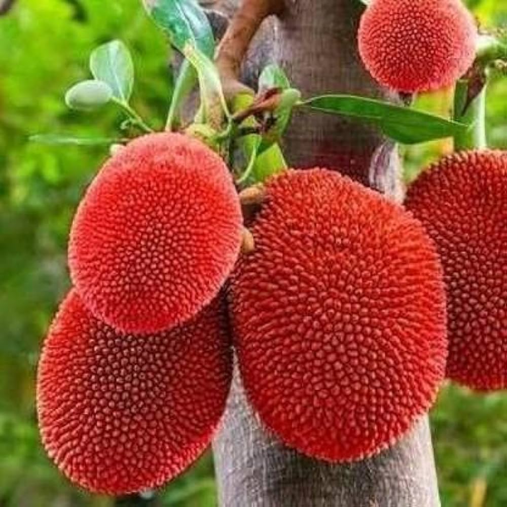 Red jackfruit Artocarpus heterophyllus seeds for tropical orchard